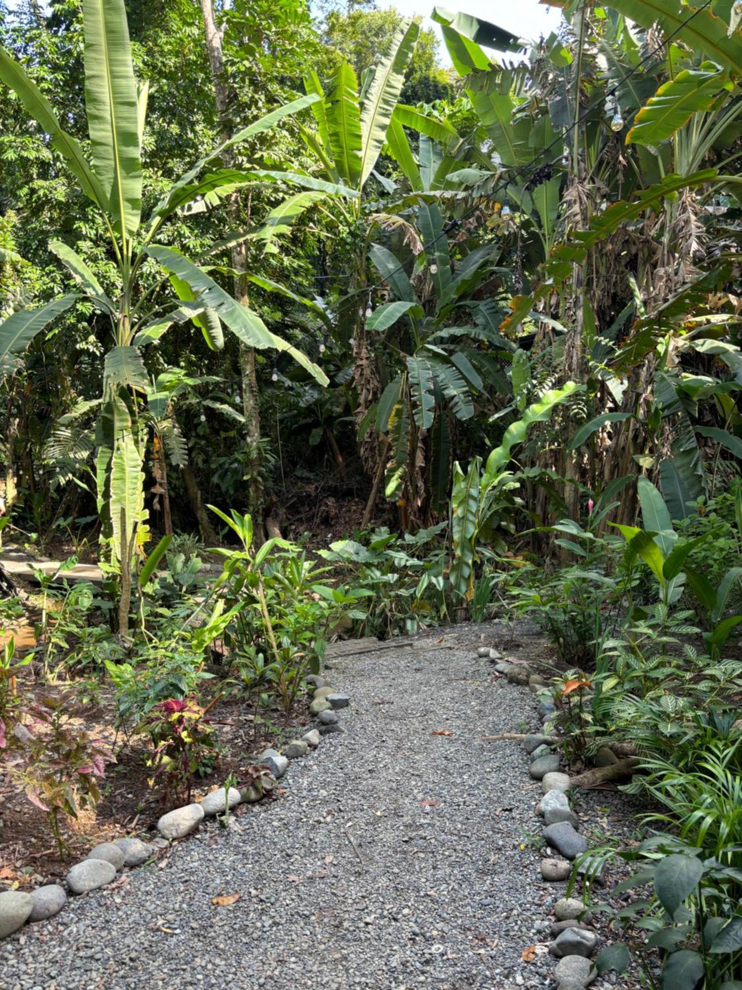 Casa Eden - Modern Peaceful Jungle Apartments Cocles Exteriör bild